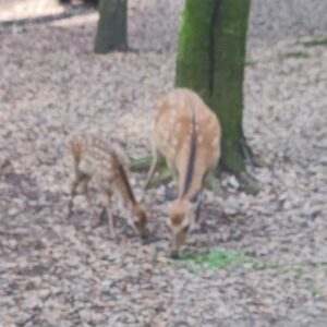 日本之旅-2 /wp-content/uploads/old_images/dd8b.jpg